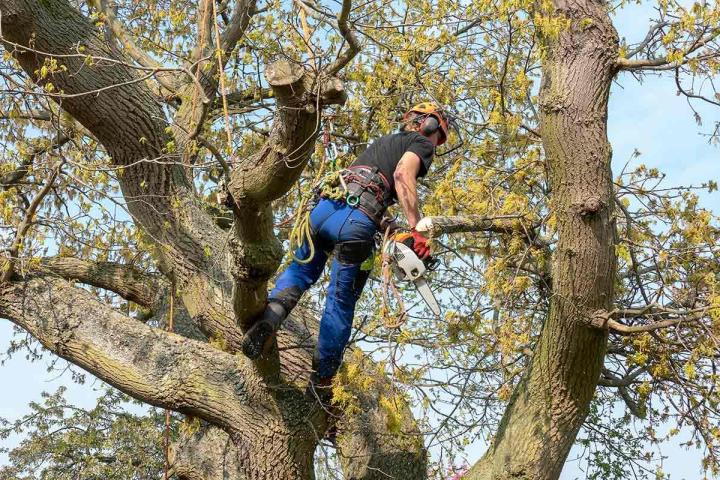 Travaux forestiers, Bagnoles de l'Orne